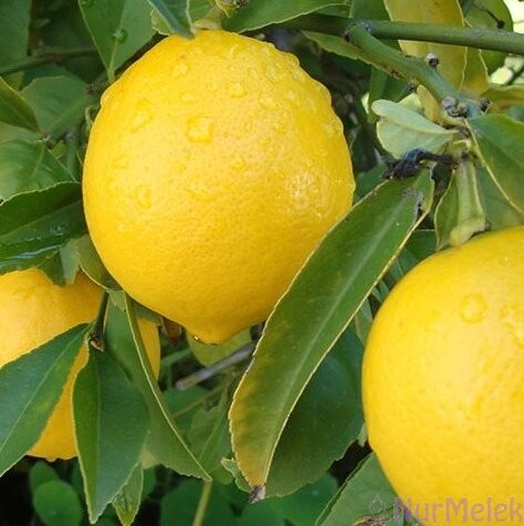 limon